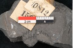 Foto (Detailansicht) von Sphenopteris hoeninghausi Brongniart (NHMW-GEO-2024-0188-10812)